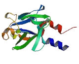 Fibroblast Growth Factor 9 (FGF9)