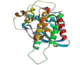 Fibroblast Growth Factor Receptor 2 (FGFR2)