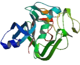 Ficolin 2 (FCN2)