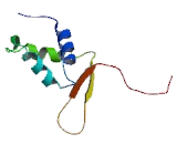 Forkhead Box Protein C1 (FOXC1)