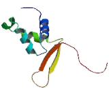 Forkhead Box Protein L2 (FOXL2)