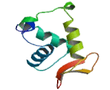 Forkhead Box Protein O1 (FOXO1)