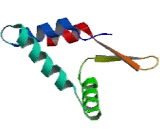 Forkhead Box Protein P1 (FOXP1)