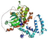 G Protein Coupled Receptor Kinase 6 (GRK6)