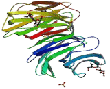 Galectin 1 (GAL1)