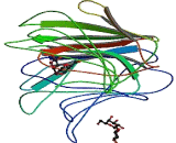 Galectin 2 (GAL2)