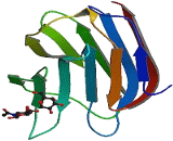 Galectin 3 (GAL3)