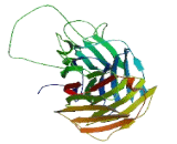 Galectin 9B (GAL9B)