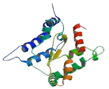 Glial Cell Line Derived Neurotrophic Factor Receptor Alpha 2 (GFRa2)