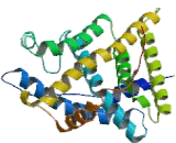 Glucocorticoid Receptor (GR)