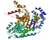 Glucose 6 Phosphate Isomerase (GPI)