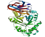 Glucocerebrosidase (GBA)