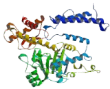 Glutamate Decarboxylase 1, Brain (GAD1)