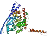 Glutamate Dehydrogenase 1 (GLUD1)