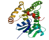 Glutathione S Transferase Alpha 2 (GSTa2)