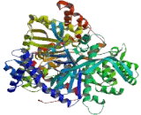 Glycogen Phosphorylase, Muscle (PYGM)