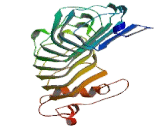 Cluster Of Differentiation 42b (CD42b)