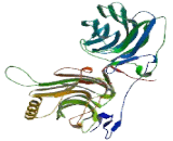 Growth Arrest Specific Protein 6 (GAS6)