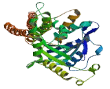 Guanylate Binding Protein 1, Interferon Inducible (GBP1)