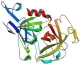 Haptoglobin (Hpt)