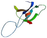 Heat Shock 10kDa Protein 1 (HSP10)