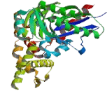 Heat Shock 70kDa Protein 1A (HSPA1A)