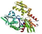 Heat Shock 70kDa Protein 2 (HSPA2)