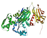 Heat Shock 70kDa Protein 8 (HSPA8)