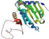 Heat Shock Protein 90kDa Beta 1 (HSP90b1)