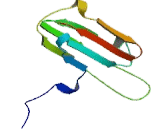 Heat Shock Protein Beta 2 (HSPb2)