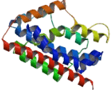 Heme Oxygenase 1 (HO1)