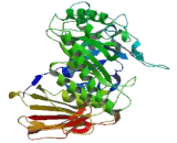 Heparanase (HPSE)