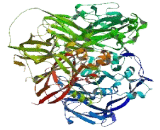 Hephaestin Like Protein 1 (HEPHL)