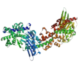 Hexokinase 1 (HK1)