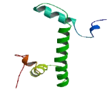 Histone Cluster 3, H2a (HIST3H2A)