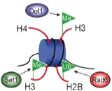 Histone H2B (H2B)