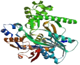 Hydroxymethylglutaryl Coenzyme A Synthase (HMGCS)