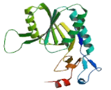 Hypoxanthine Phosphoribosyltransferase 1 (HPRT1)