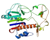 Iduronate-2-Sulfatase (IDS)