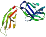 Immunoglobulin D (IgD)