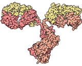 Immunoglobulin G (IgG)