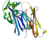 Immunoglobulin G4 (IgG4)