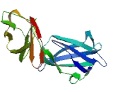 Immunoglobulin Like And Fibronectin Type III Domain Containing Protein 1 (IGFN1)