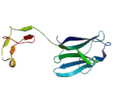 Inducible T-Cell Co Stimulator Ligand (ICOSLG)