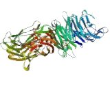 Integrin Alpha 4 (ITGa4)