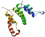 Interferon Gamma (IFNg)