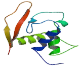 Interferon Regulatory Factor 4 (IRF4)