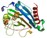 Interferon Regulatory Factor 5 (IRF5)