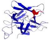 Interleukin 18 (IL18)