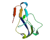 Interleukin 18 Binding Protein (IL18BP)